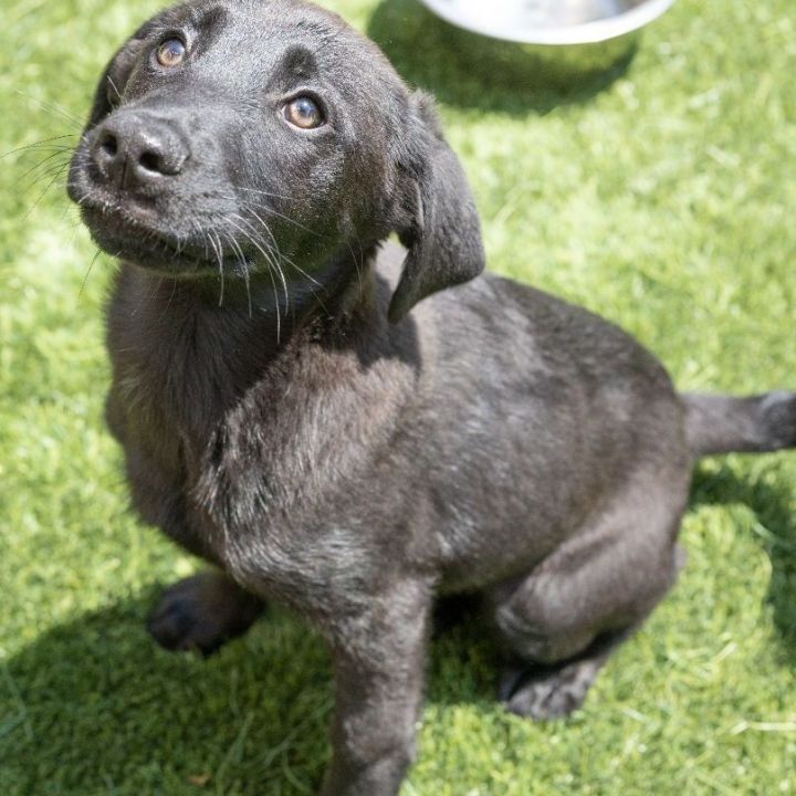 Lindsey, an adopted Shepherd & Labrador Retriever Mix in Naperville, IL_image-3