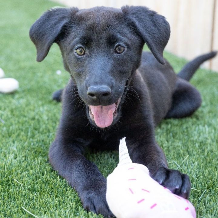 Lindsey, an adopted Shepherd & Labrador Retriever Mix in Naperville, IL_image-1