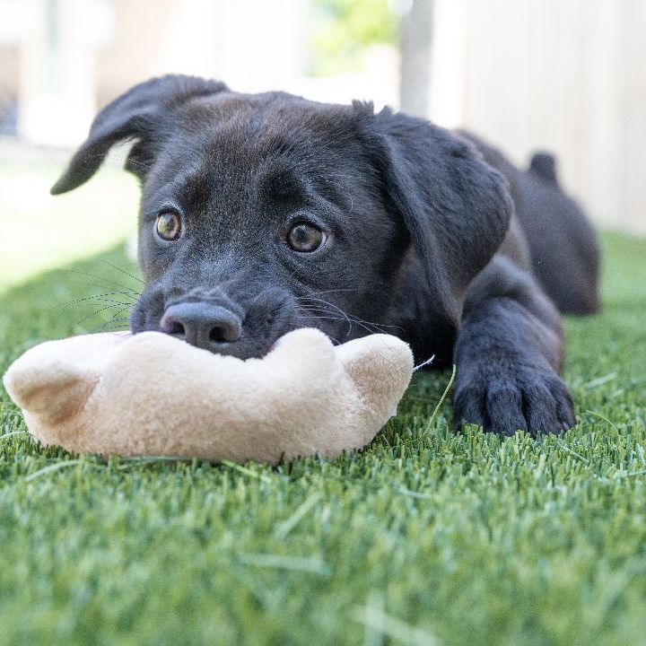 Lindsey, an adopted Shepherd & Labrador Retriever Mix in Naperville, IL_image-5