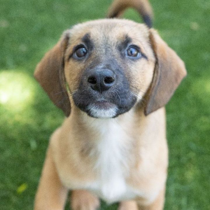 Heather, an adopted Shepherd & Labrador Retriever Mix in Naperville, IL_image-3