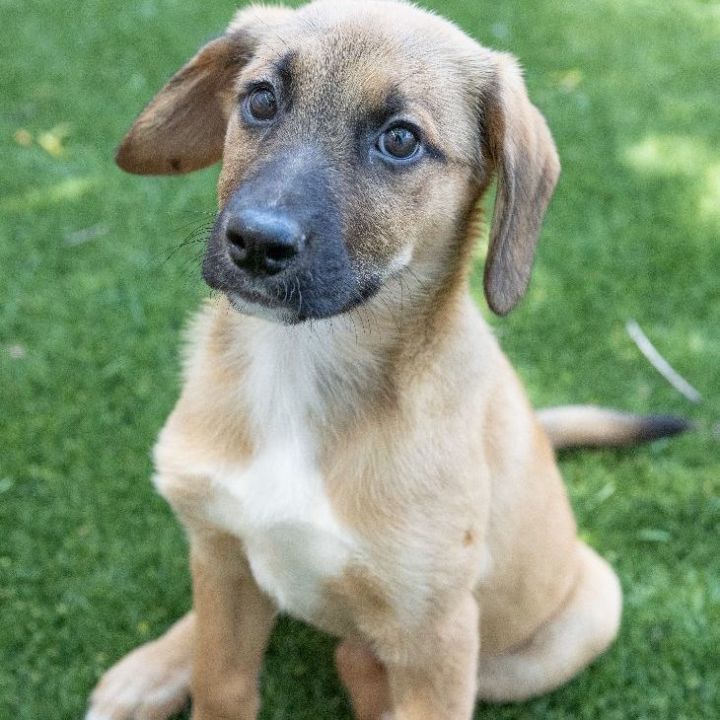Heather, an adopted Shepherd & Labrador Retriever Mix in Naperville, IL_image-4