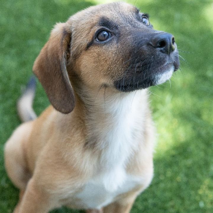 Heather, an adopted Shepherd & Labrador Retriever Mix in Naperville, IL_image-5