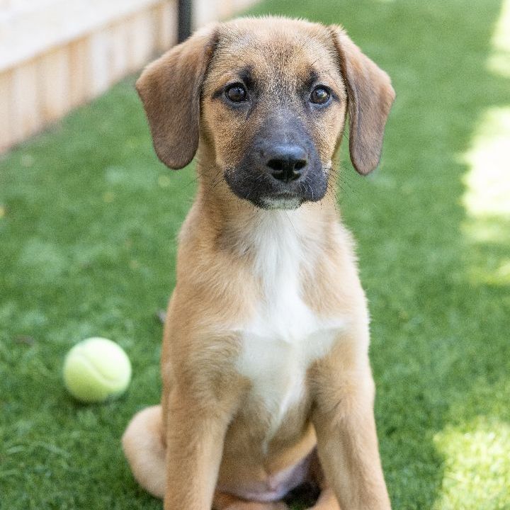 Heather, an adopted Shepherd & Labrador Retriever Mix in Naperville, IL_image-1
