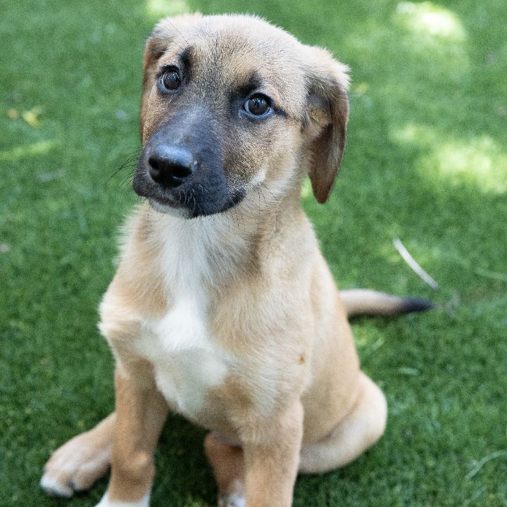 Heather, an adopted Shepherd & Labrador Retriever Mix in Naperville, IL_image-6