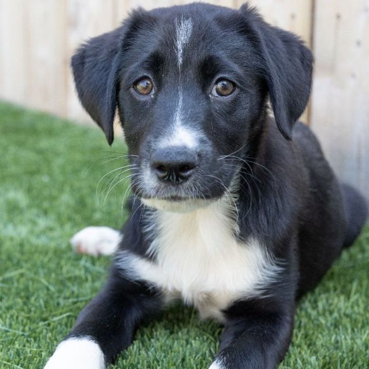 Ryan, an adopted Shepherd & Labrador Retriever Mix in Naperville, IL_image-3