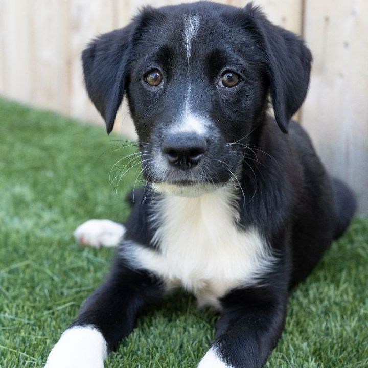 Ryan, an adopted Shepherd & Labrador Retriever Mix in Naperville, IL_image-4