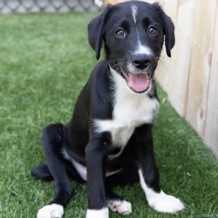 Ryan, an adopted Shepherd & Labrador Retriever Mix in Naperville, IL_image-1