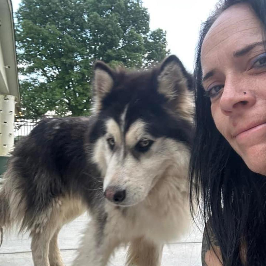 Eddy, an adoptable Husky in Eufaula, OK, 74432 | Photo Image 1