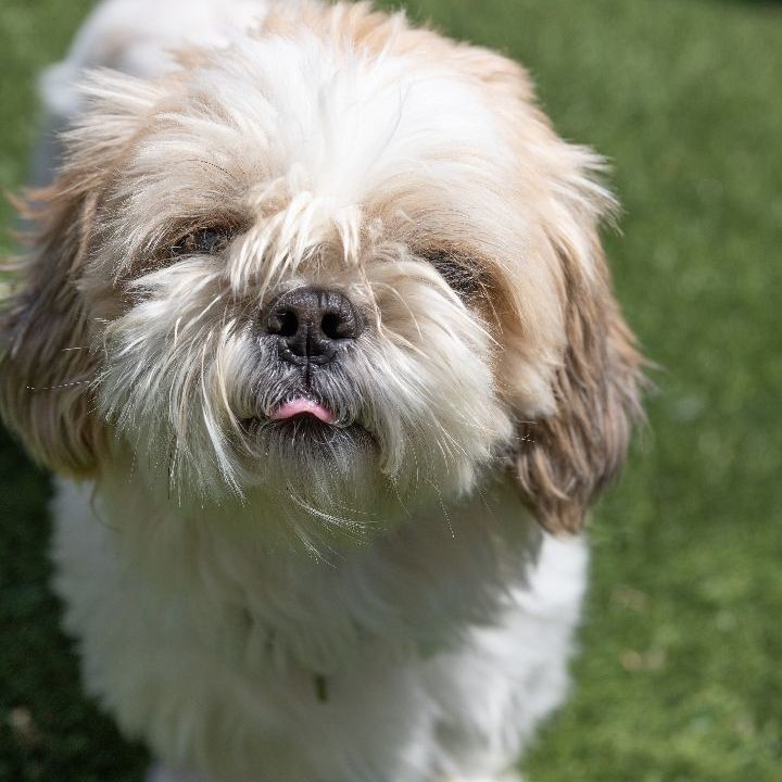 Pal, an adopted Shih Tzu Mix in Naperville, IL_image-5