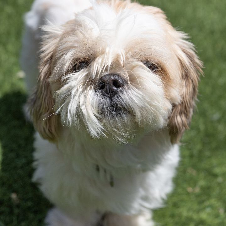 Pal, an adopted Shih Tzu Mix in Naperville, IL_image-6