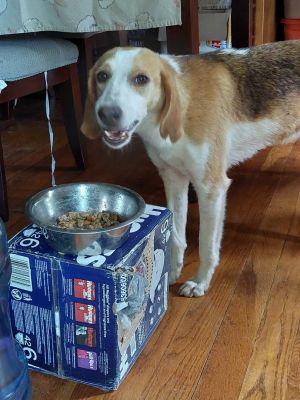 COURTESY POST: Piper