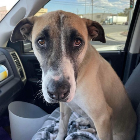 Emerald R/OS, an adoptable Mixed Breed in Las Vegas, NV, 89145 | Photo Image 1