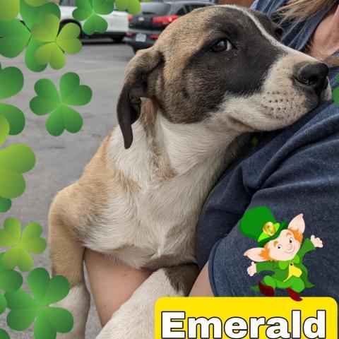 Emerald R/OS, an adoptable Mixed Breed in Las Vegas, NV, 89145 | Photo Image 2