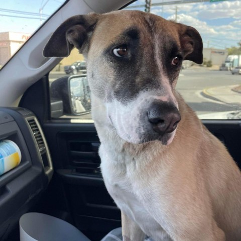 Emerald R/OS, an adoptable Mixed Breed in Las Vegas, NV, 89145 | Photo Image 3