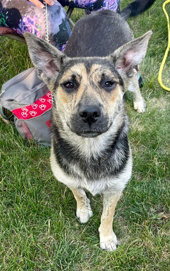Lacey, an adoptable Shepherd, Husky in Luverne, MN, 56156 | Photo Image 1