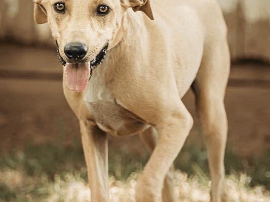 Mia, an adoptable Yellow Labrador Retriever Mix in Owensboro, KY_image-1