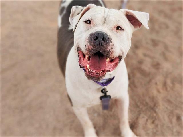 BUDDHA, an adoptable Pit Bull Terrier in Tucson, AZ, 85745 | Photo Image 1