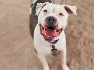 BUDDHA, Adult Male Pit Bull Terrier