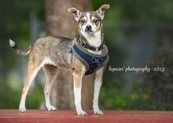 Tinsley, an adoptable Chihuahua, Mixed Breed in Pekin, IL, 61554 | Photo Image 1