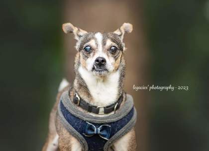 Tinsley, an adoptable Chihuahua, Mixed Breed in Pekin, IL, 61554 | Photo Image 2