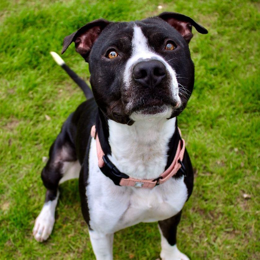 Junior, an adoptable American Staffordshire Terrier in Mount Pleasant, MI, 48858 | Photo Image 3