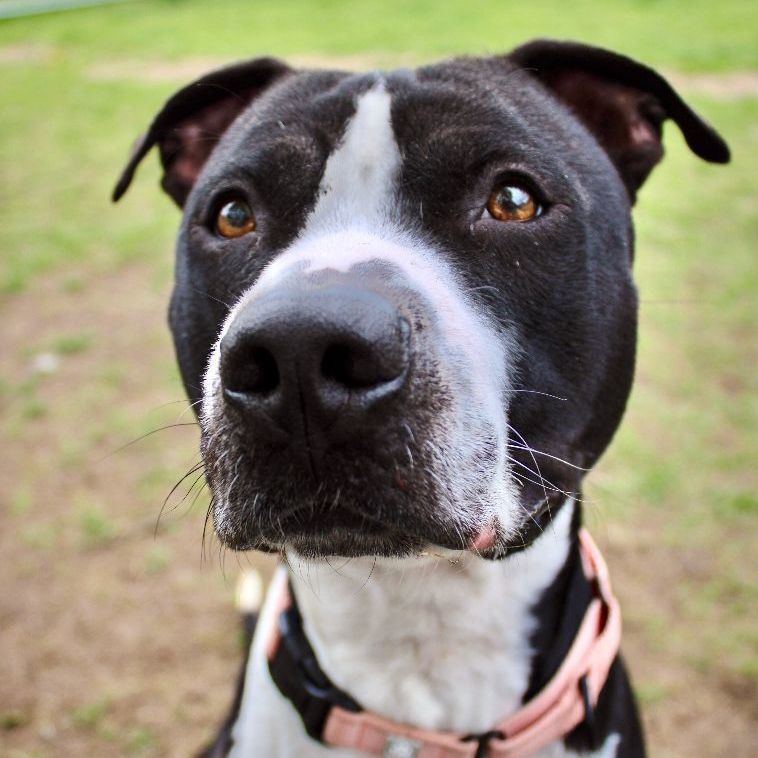 Junior, an adoptable American Staffordshire Terrier in Mount Pleasant, MI, 48858 | Photo Image 4