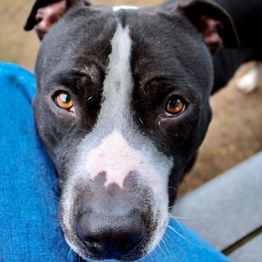 Junior, an adoptable American Staffordshire Terrier in Mount Pleasant, MI, 48858 | Photo Image 5