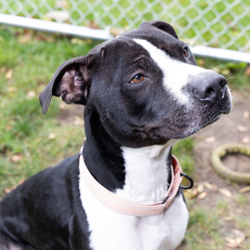 Junior, an adoptable American Staffordshire Terrier in Mount Pleasant, MI, 48858 | Photo Image 6