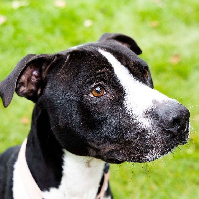 Junior, an adoptable American Staffordshire Terrier in Mount Pleasant, MI, 48858 | Photo Image 1