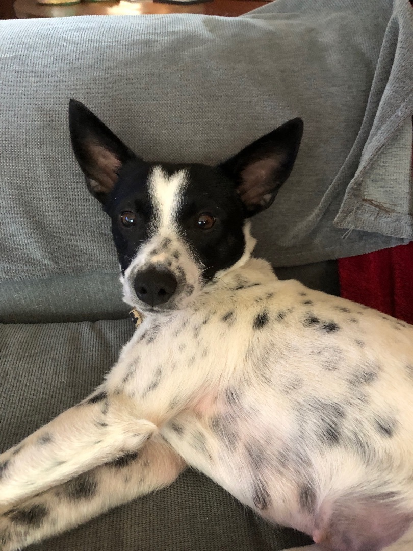 can a australian cattle dog and a rat terrier be friends