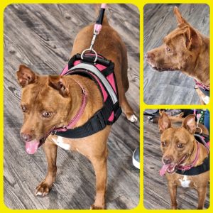 Jovi, Senior Female Pit Bull Terrier