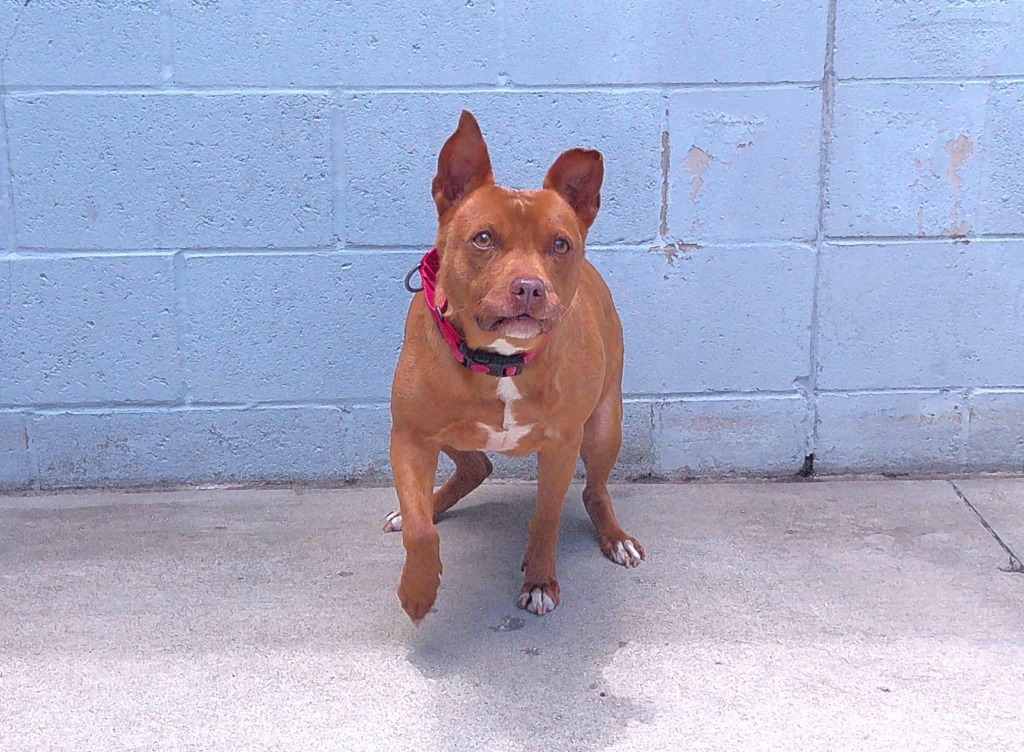 Jovi, an adoptable Pit Bull Terrier in Labelle, FL, 33975 | Photo Image 1