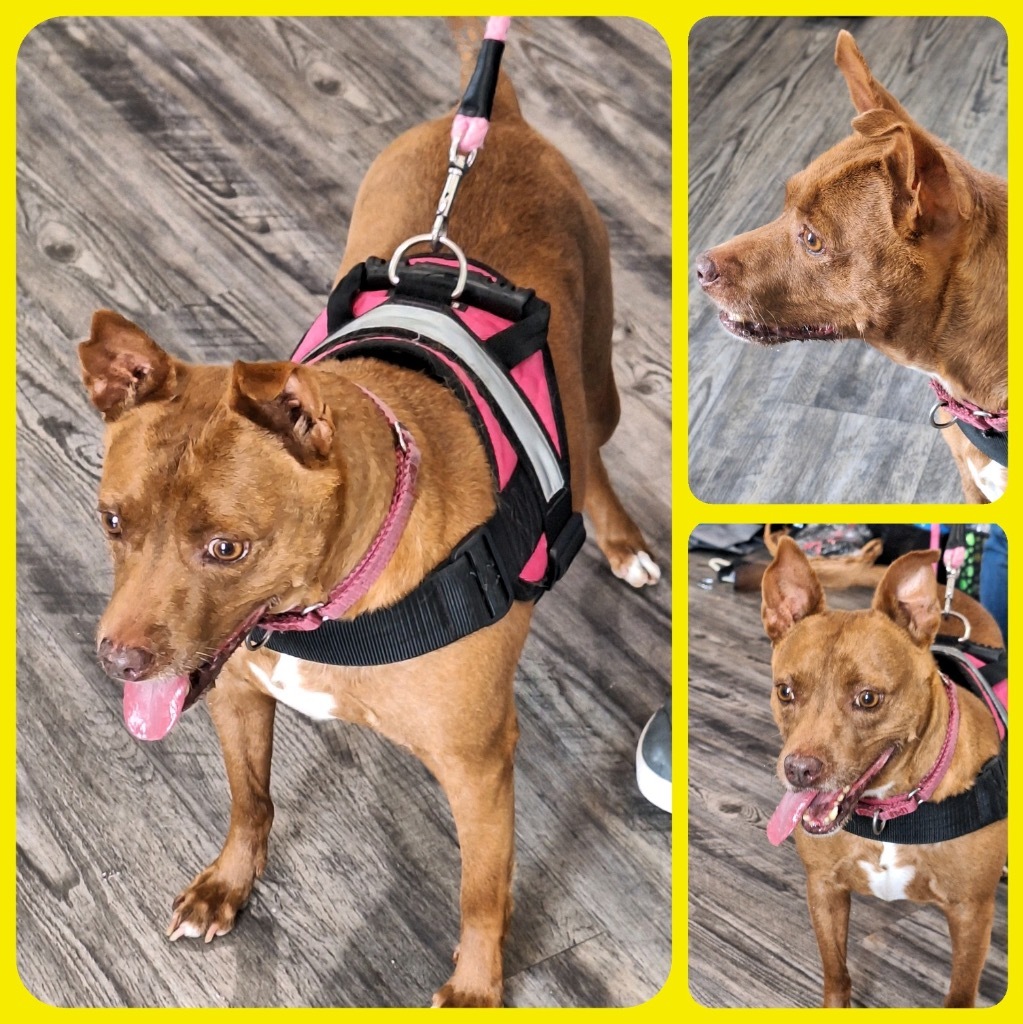 Jovi, an adoptable Pit Bull Terrier in Labelle, FL, 33975 | Photo Image 2