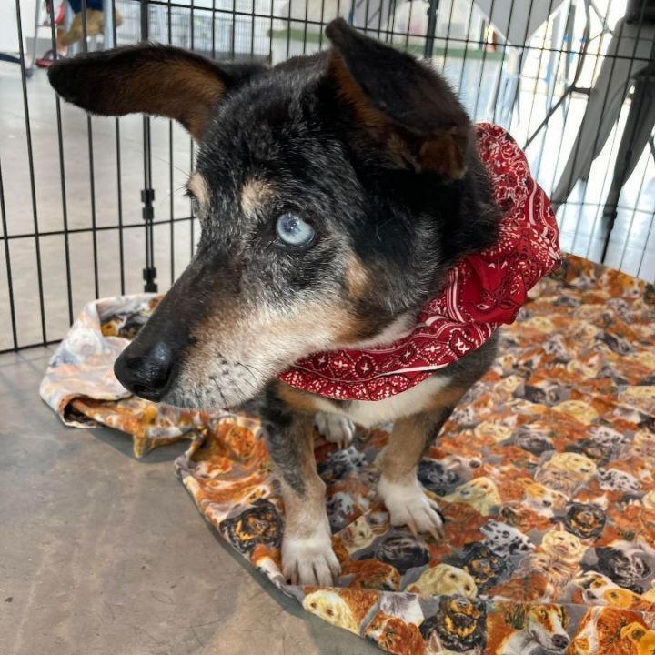 Friday, an adoptable Chihuahua Mix in Oklahoma City, OK_image-5