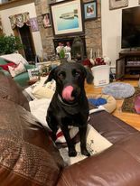 Gracie, an adoptable Black Labrador Retriever in Wantagh, NY_image-3