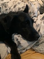 Gracie, an adoptable Black Labrador Retriever in Wantagh, NY_image-4