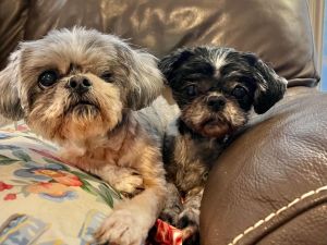 Hello there and welcome to our Petfinder page We are a senior bonded pair Cuddles and Precious We