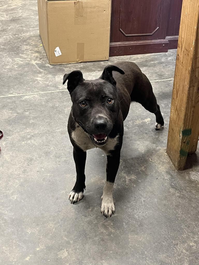 H292, an adoptable Terrier in Mullins, SC, 29574 | Photo Image 1