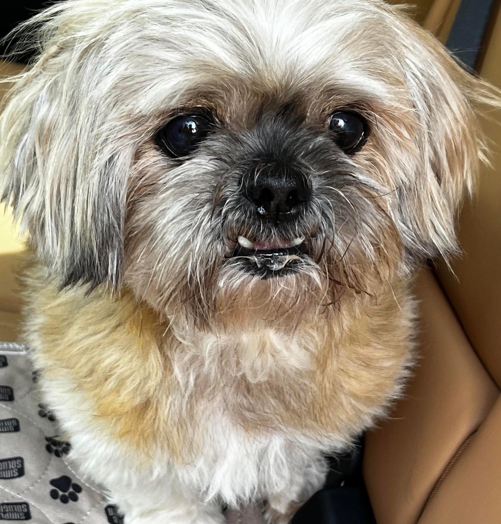 Lhasa apso and shih tzu sale mix