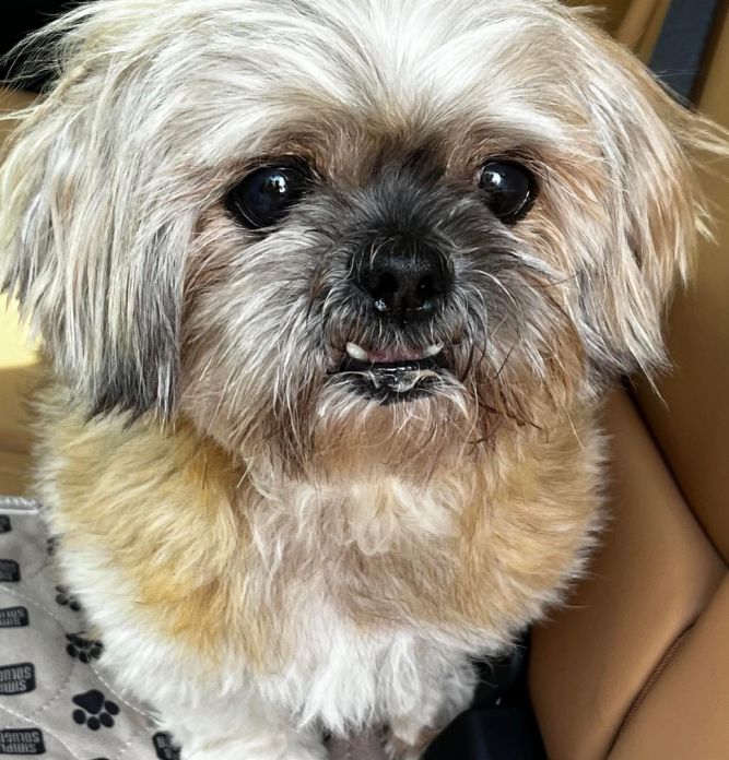 Dog for adoption Roly Candy a Shih Tzu Lhasa Apso Mix in