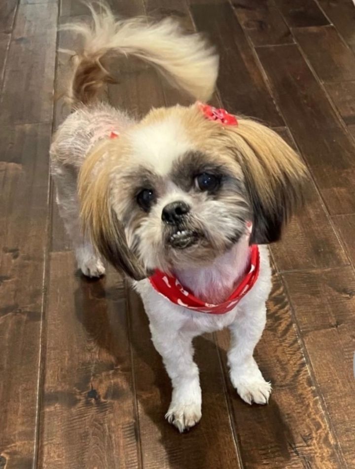 Lhasa apso shih tzu hot sale mix