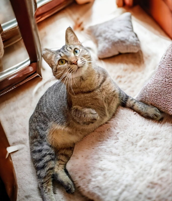 Brandy Sponsored Adoption Fee!