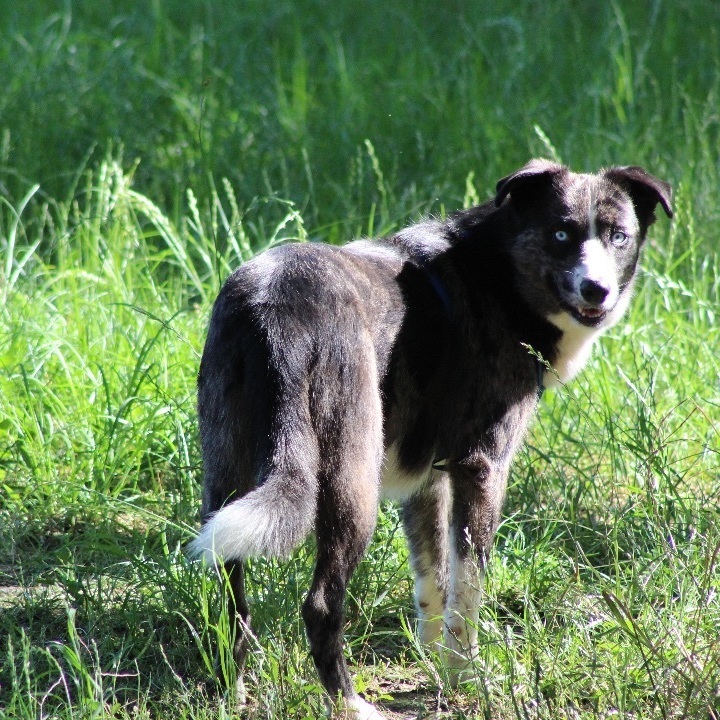 Dog for adoption Cayenne, a Border Collie Mix in Alba, TX Petfinder
