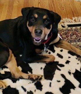 Zara, an adoptable Rottweiler in Akron, NY_image-2