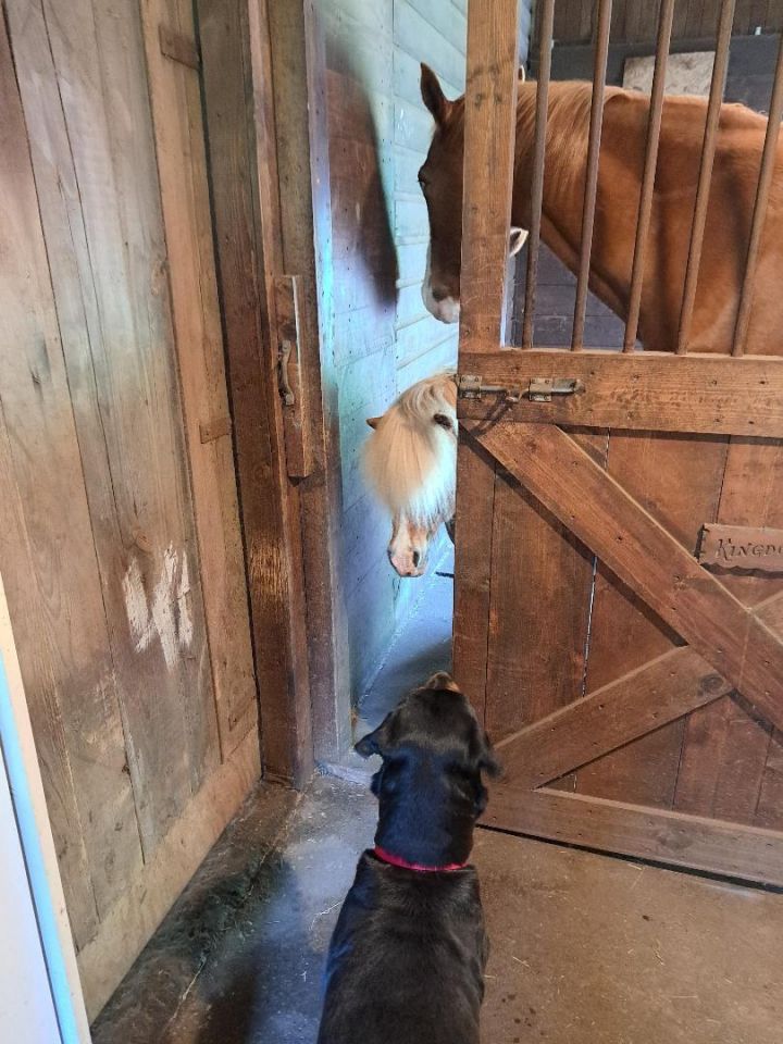 Zara, an adoptable Rottweiler in Akron, NY_image-5