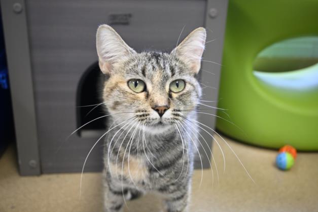 STEPHANIE, an adoptable Domestic Short Hair in Decatur, IL_image-1