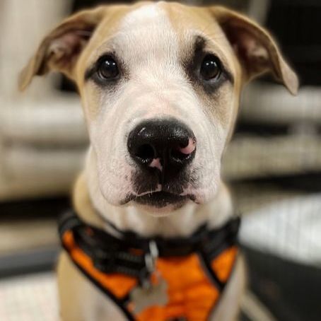 Zio, an adoptable Labrador Retriever & Hound Mix in Oklahoma City, OK_image-6