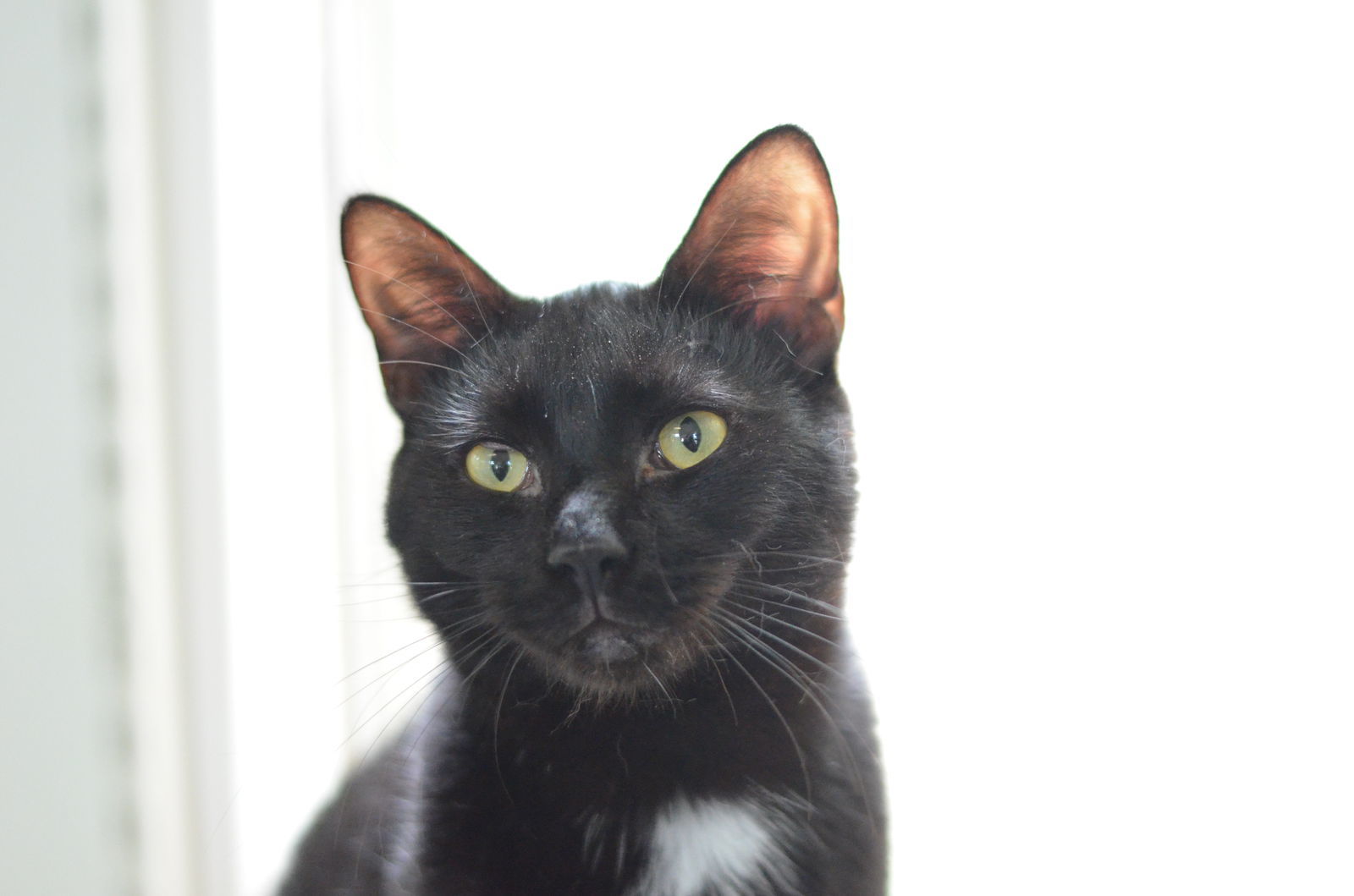 Boots, an adoptable Domestic Short Hair in Winton, NC, 27986 | Photo Image 1