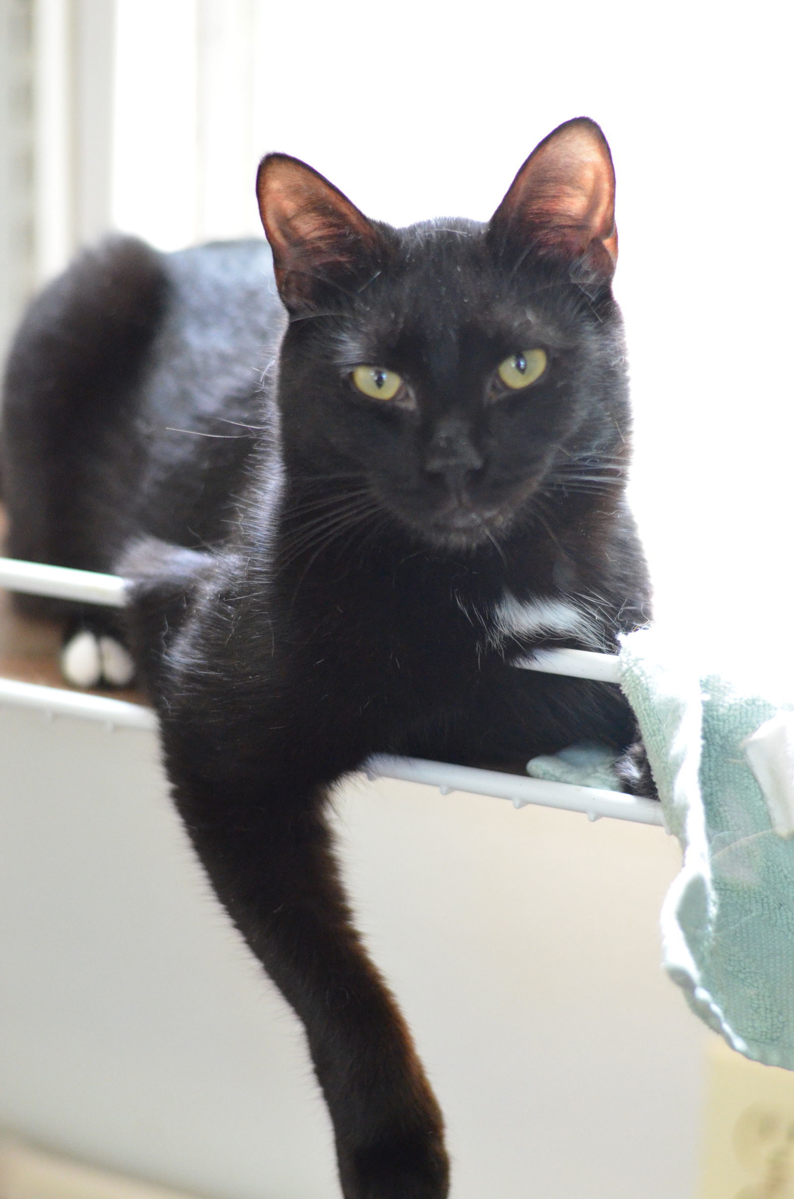 Boots, an adoptable Domestic Short Hair in Winton, NC, 27986 | Photo Image 2