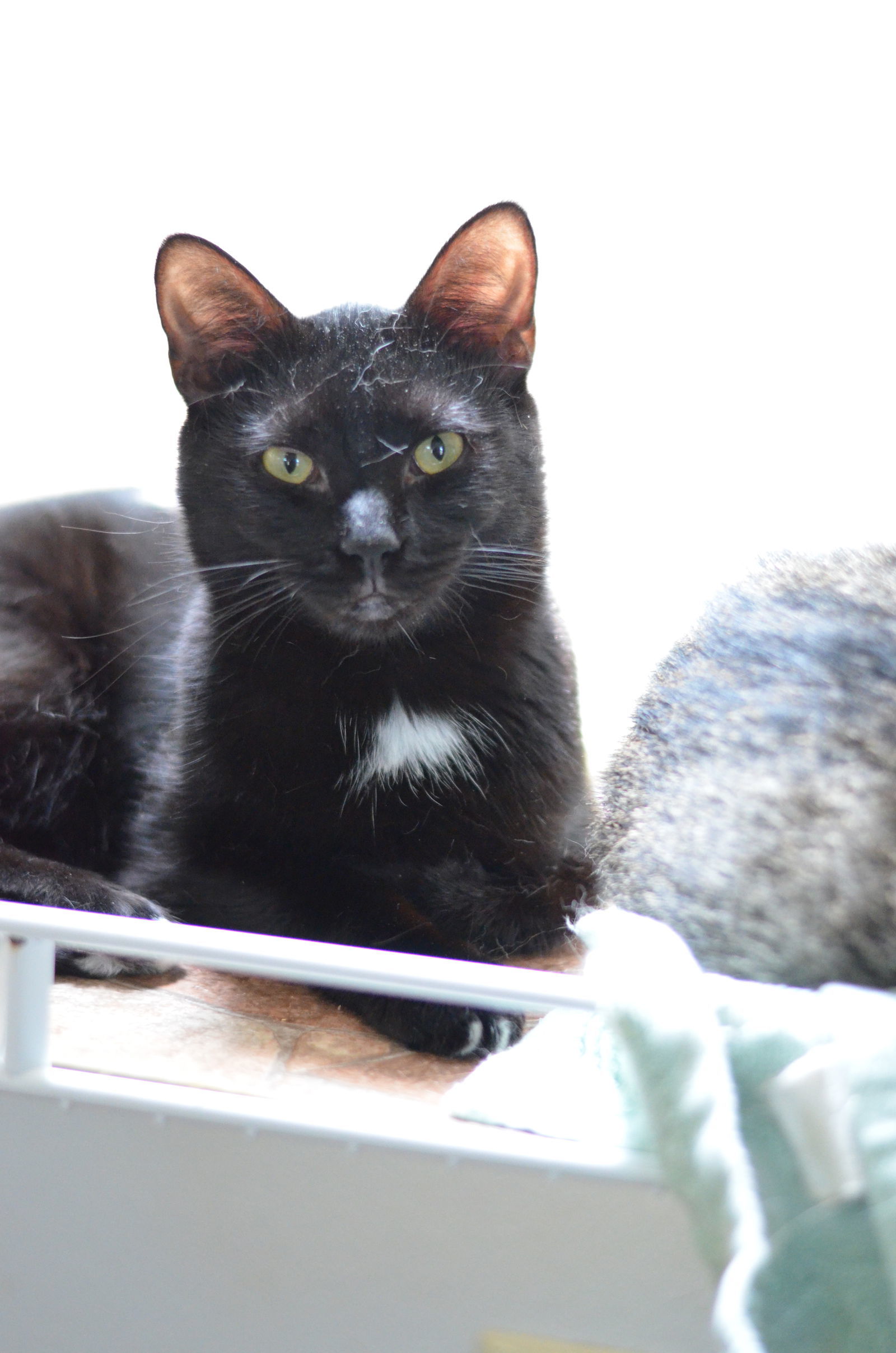 Boots, an adoptable Domestic Short Hair in Winton, NC, 27986 | Photo Image 3